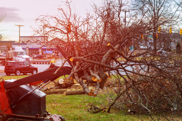 Best Lot and Land Clearing  in Mahanoy City, PA