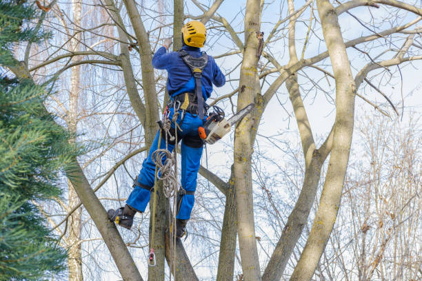 Best Tree Preservation Services  in Mahanoy City, PA