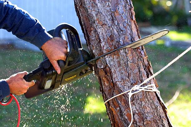 Best Fruit Tree Pruning  in Mahanoy City, PA