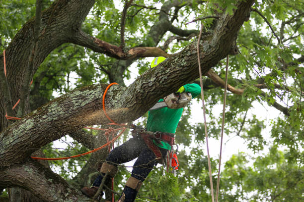 Best Emergency Tree Removal  in Mahanoy City, PA