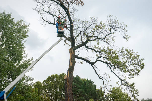 Best Tree Preservation Services  in Mahanoy City, PA