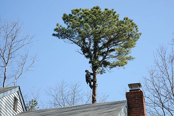  Mahanoy City, PA Tree Services Pros