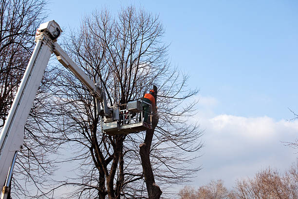 Best Aeration Services  in Mahanoy City, PA