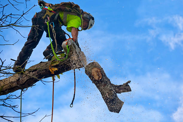 How Our Tree Care Process Works  in  Mahanoy City, PA